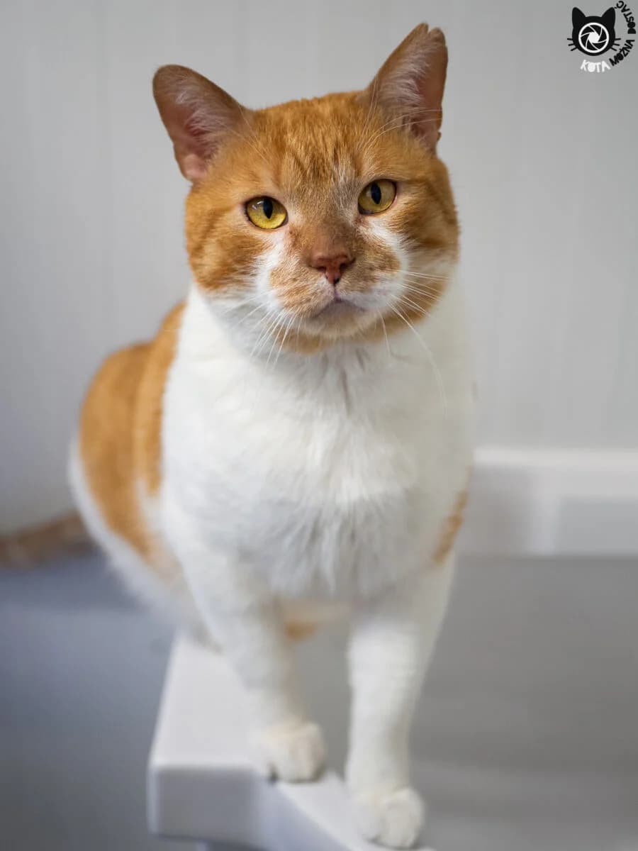 Ekler Felv+, male Mixed Breed for adoption at Schronisko dla Zwierząt w Poznaniu, Poznan
