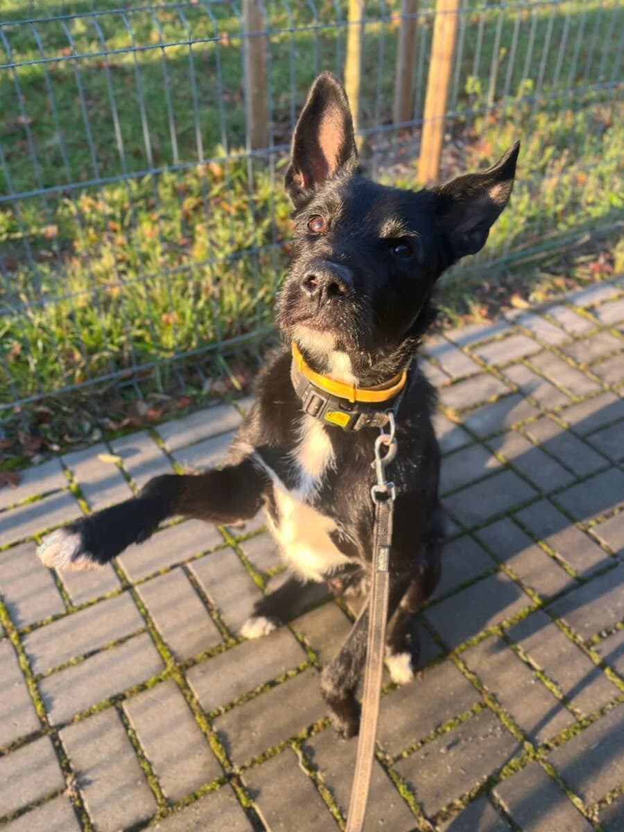 Denver, male Mixed Breed for adoption at Schronisko dla Zwierząt w Poznaniu, Poznan
