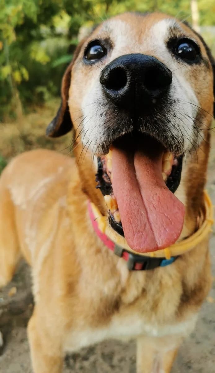 Gurson, Mixed Breed (Schronisko dla Zwierząt w Poznaniu)