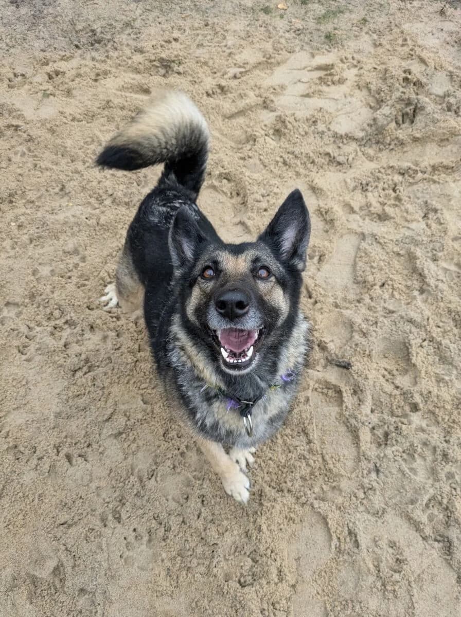 Sonia-2, Mixed Breed (Schronisko dla Zwierząt w Poznaniu)