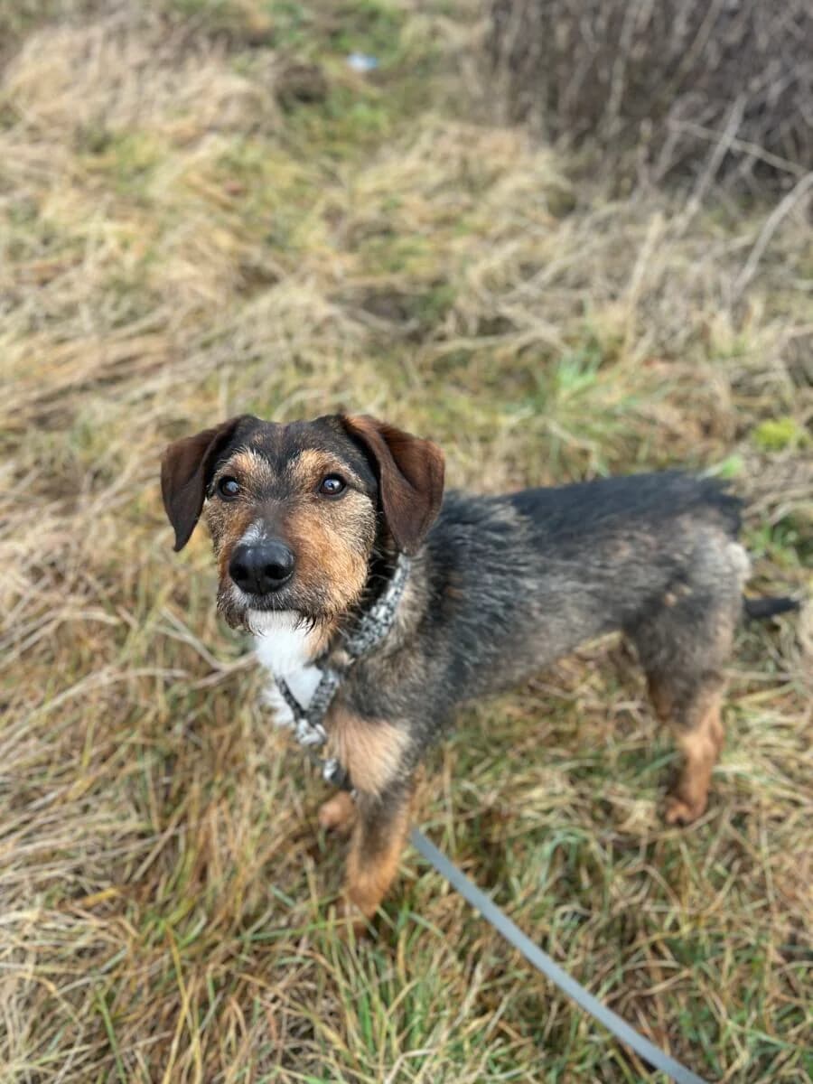 Tofik, male Mixed Breed for adoption at Schronisko dla Zwierząt w Poznaniu, Poznan