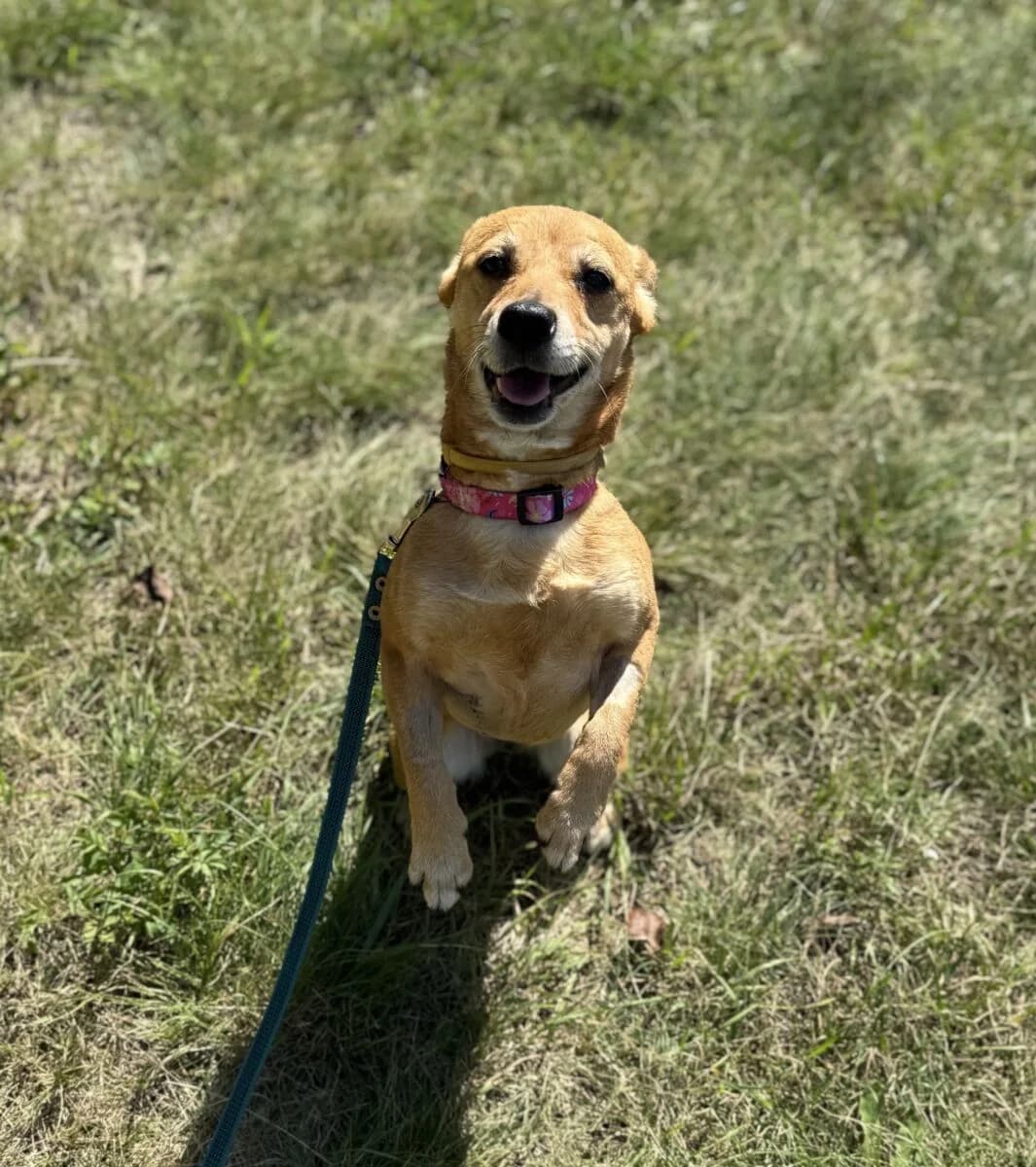Topcia, Mixed Breed (Schronisko dla Zwierząt w Poznaniu)