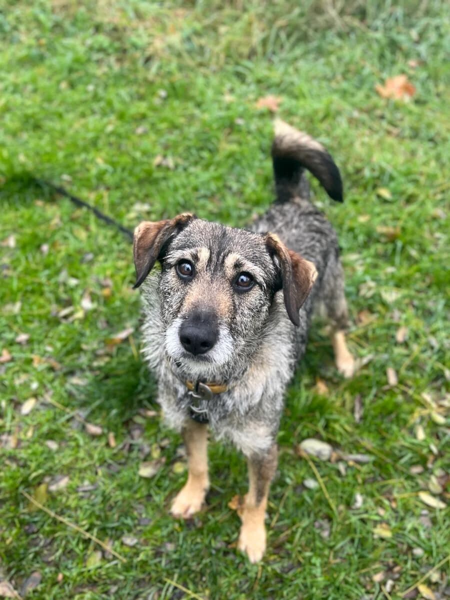 Connie, Mixed Breed (Schronisko dla Zwierząt w Poznaniu)