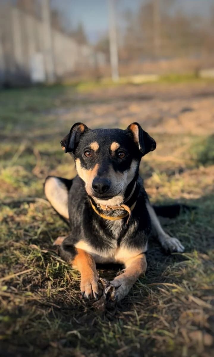 Jules, male Mixed Breed for adoption at Schronisko dla Zwierząt w Poznaniu, Poznan