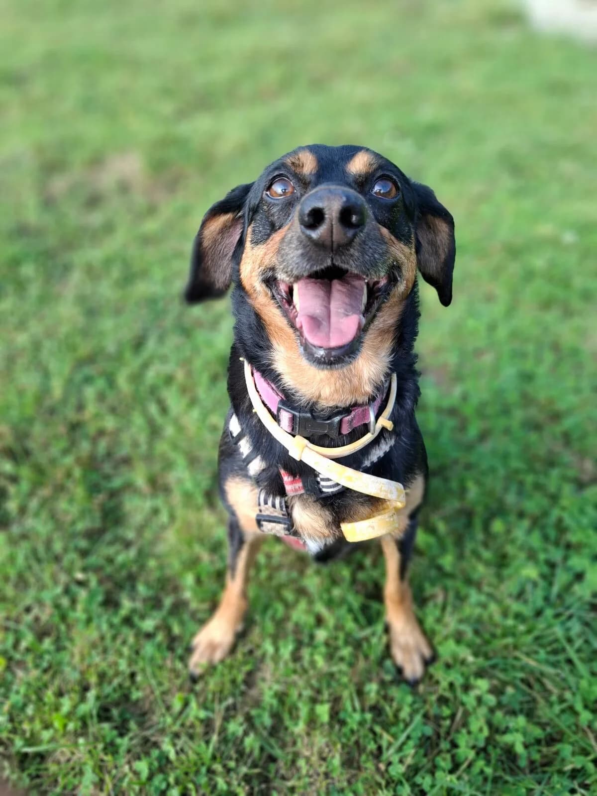 Sonia-1, female Mixed Breed for adoption at Schronisko dla Zwierząt w Poznaniu, Poznan