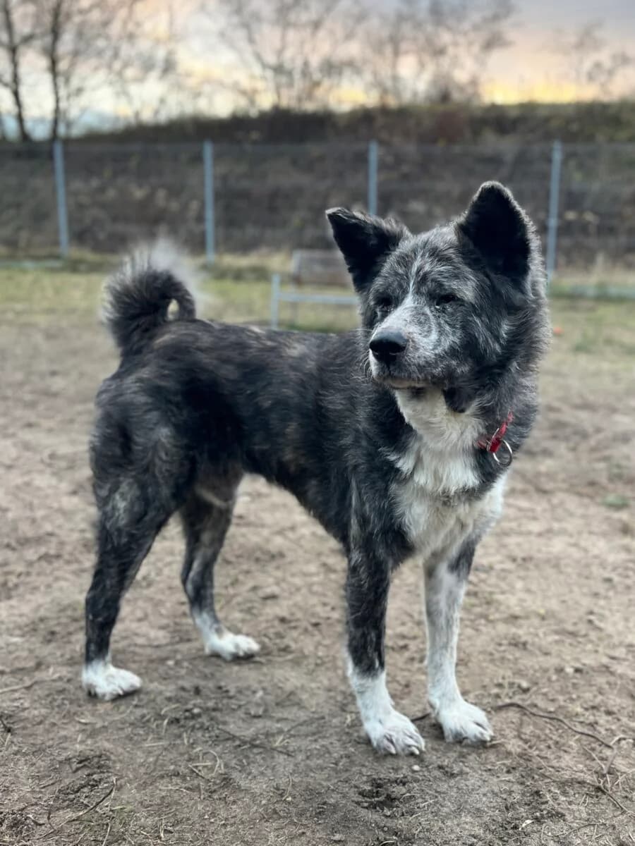 Hachiko, male Mixed Breed for adoption at Schronisko dla Zwierząt w Poznaniu, Poznan