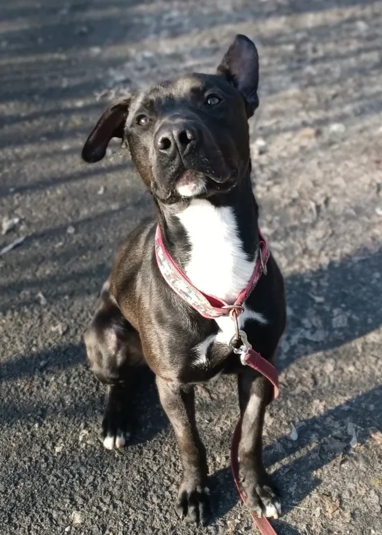 Diego-2, Mixed Breed (Schronisko dla Zwierząt w Poznaniu)