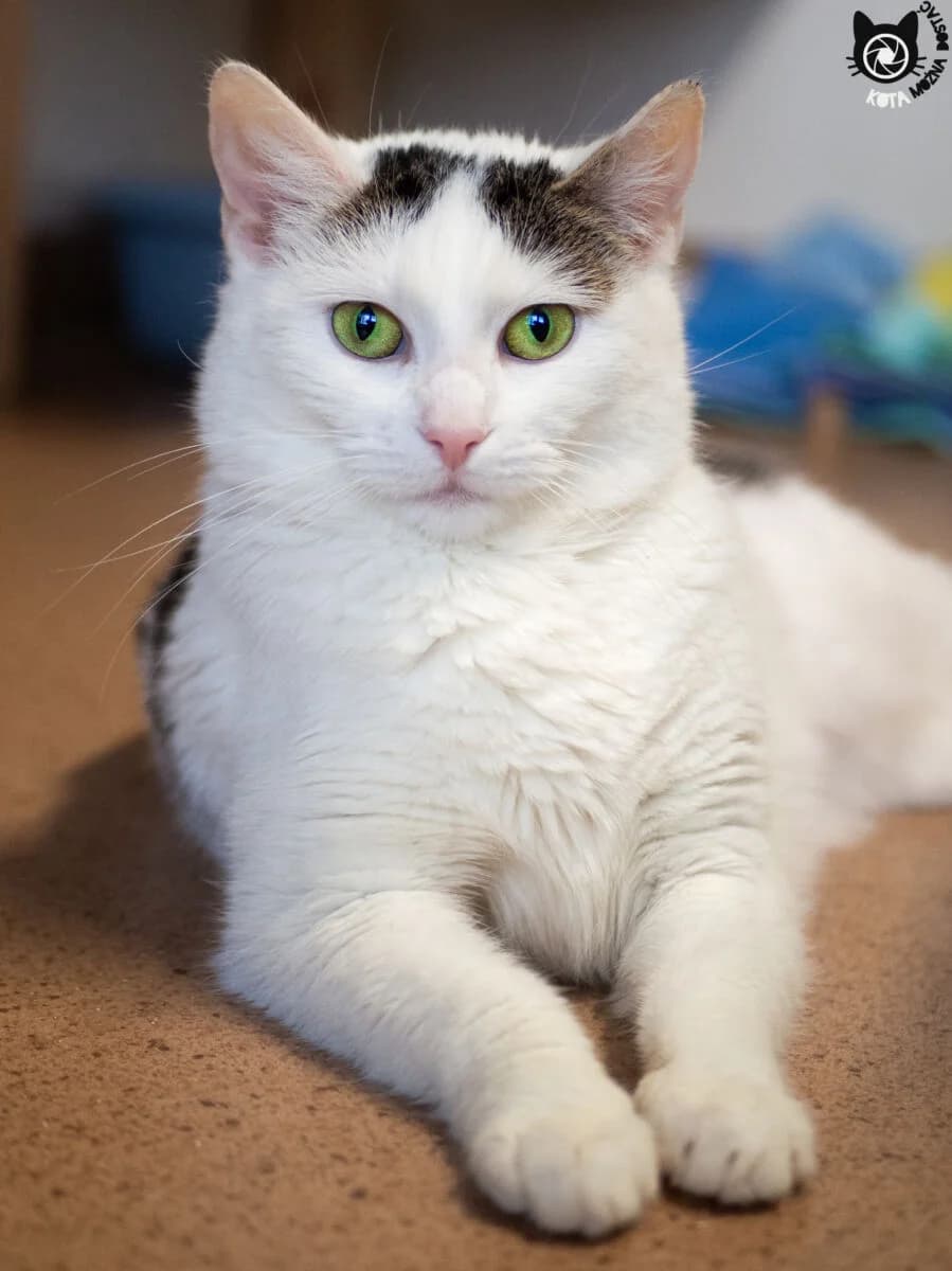 Castorama, Mixed Breed (Schronisko dla Zwierząt w Poznaniu)