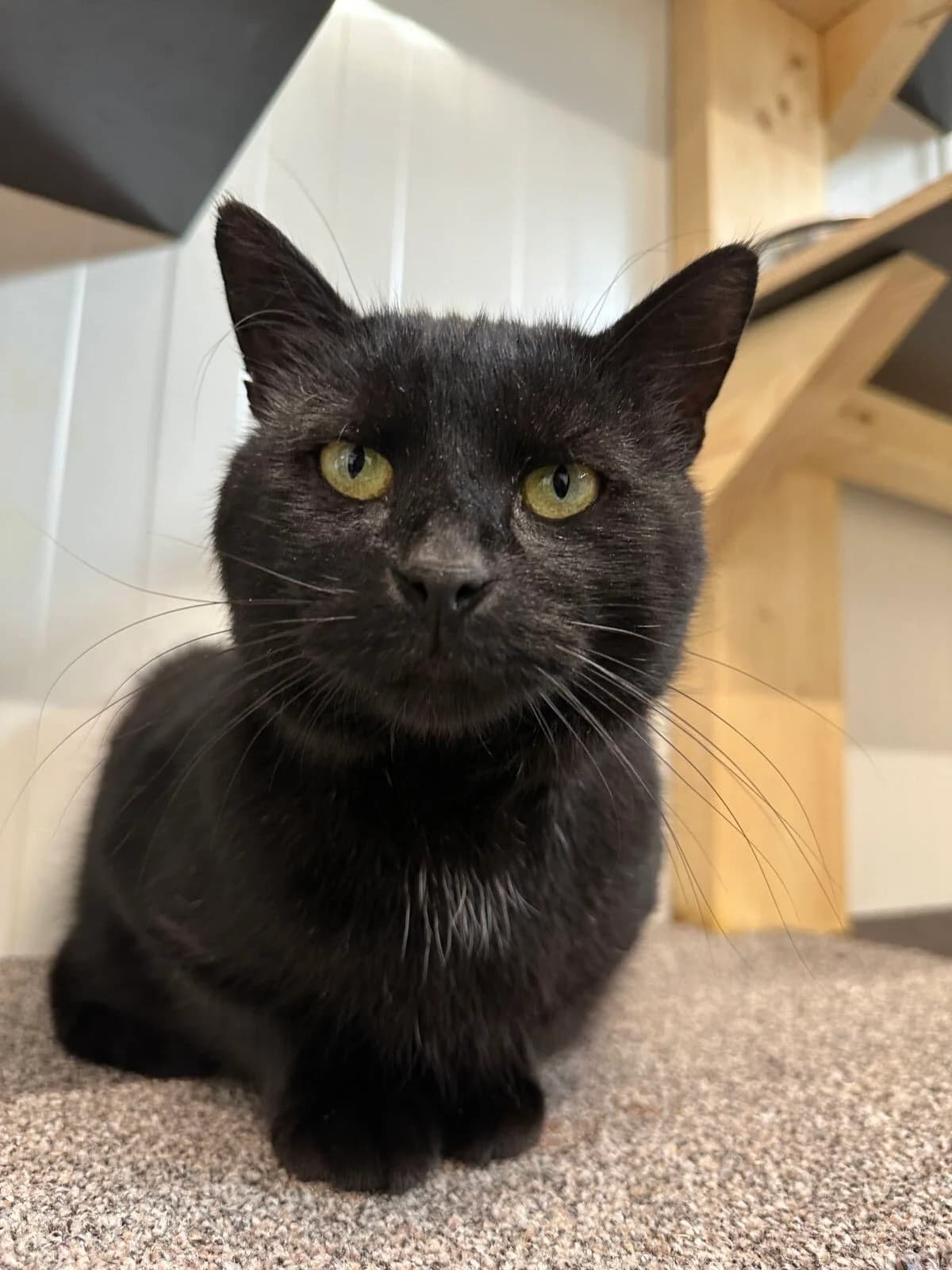 Boromir Fiv+, Mixed Breed (Schronisko dla Zwierząt w Poznaniu)