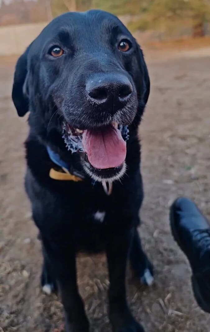 Bejli, male Labrador Retriever for adoption at Schronisko dla Zwierząt w Poznaniu, Poznan