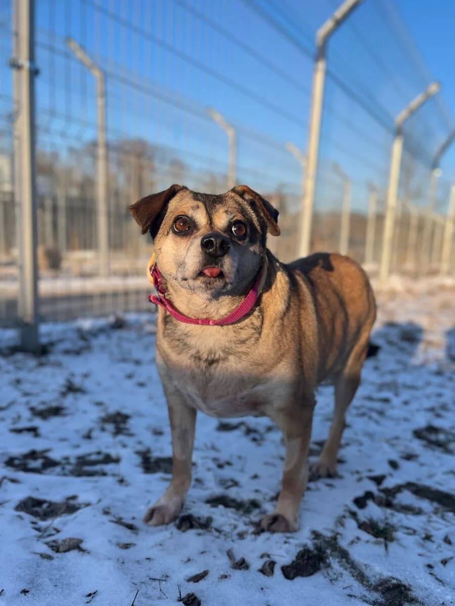Bonita, Mixed Breed (Schronisko dla Zwierząt w Poznaniu)