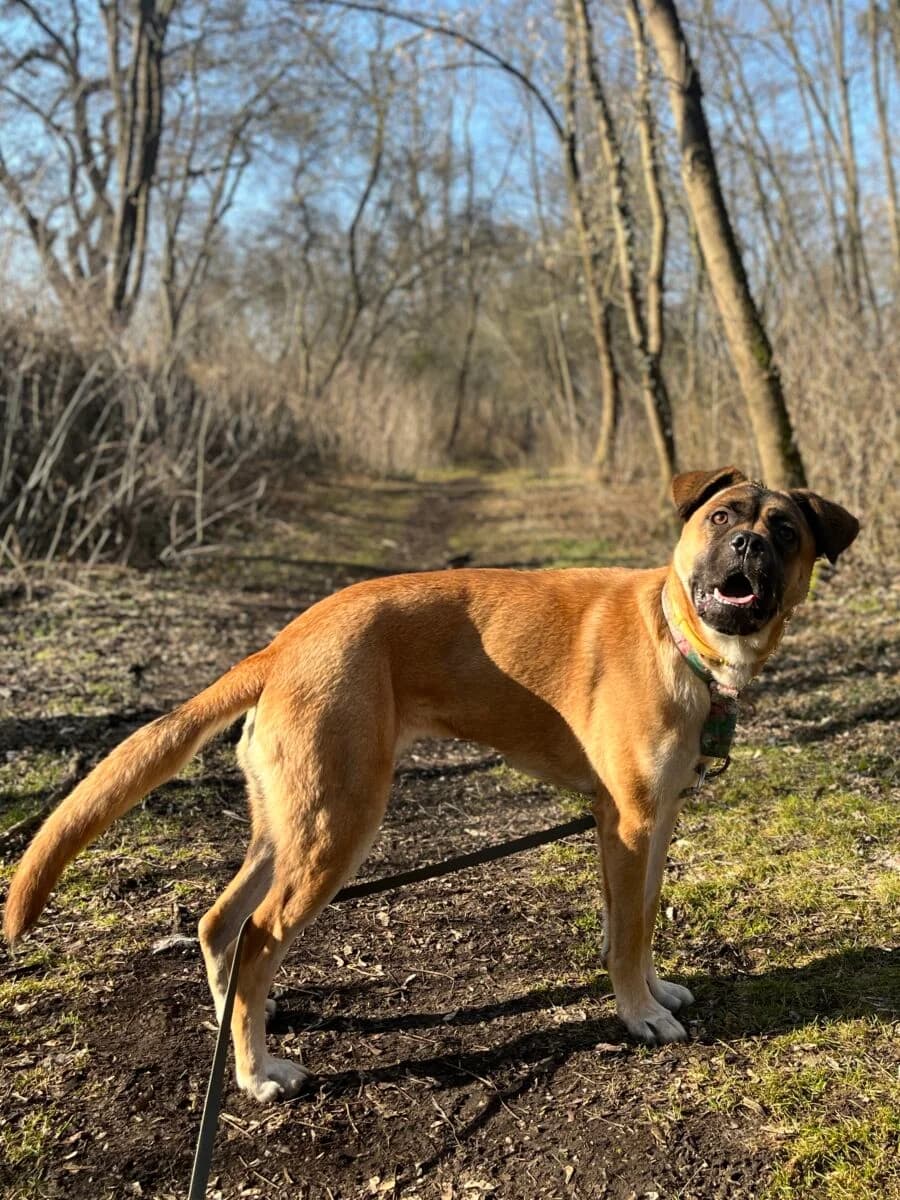 Suzi, Mixed Breed (Schronisko dla Zwierząt w Poznaniu)