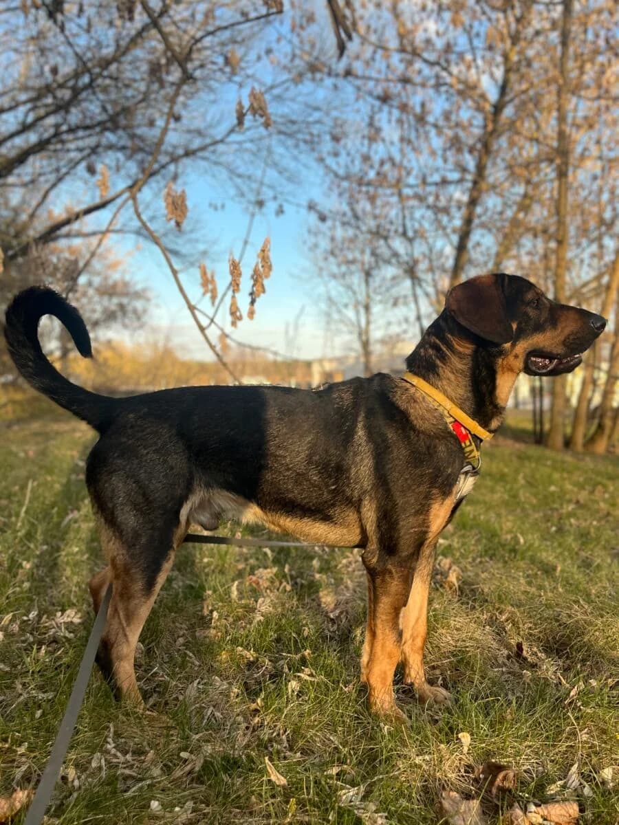 Juno, male Mixed Breed for adoption at Schronisko dla Zwierząt w Poznaniu, Poznan