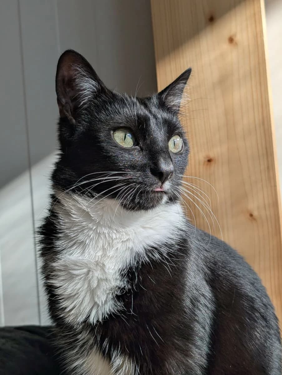 Foka, Mixed Breed (Schronisko dla Zwierząt w Poznaniu)