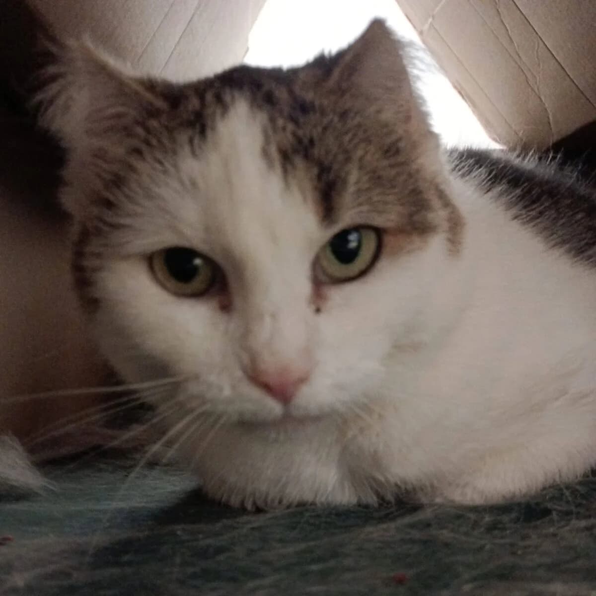 Dorotka Fiv+, female Mixed Breed for adoption at Schronisko dla Zwierząt w Poznaniu, Poznan