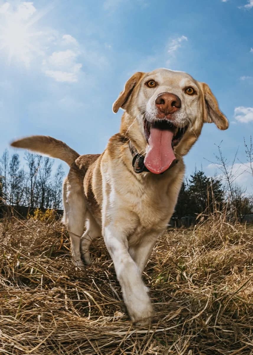Szczekoladek, Mixed Breed (Schronisko dla Zwierząt w Poznaniu)