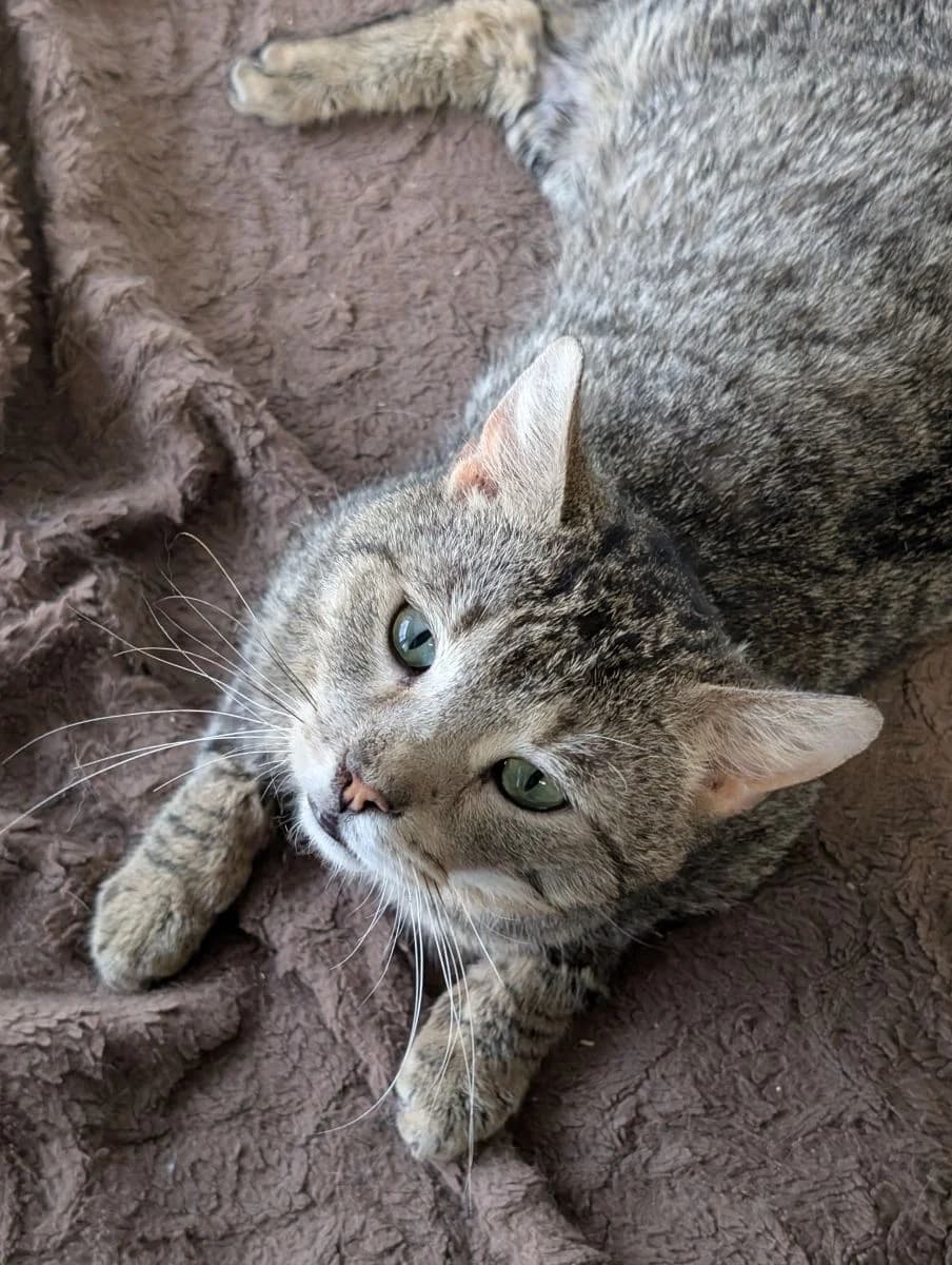 Gołota, male Mixed Breed for adoption at Schronisko dla Zwierząt w Poznaniu, Poznan