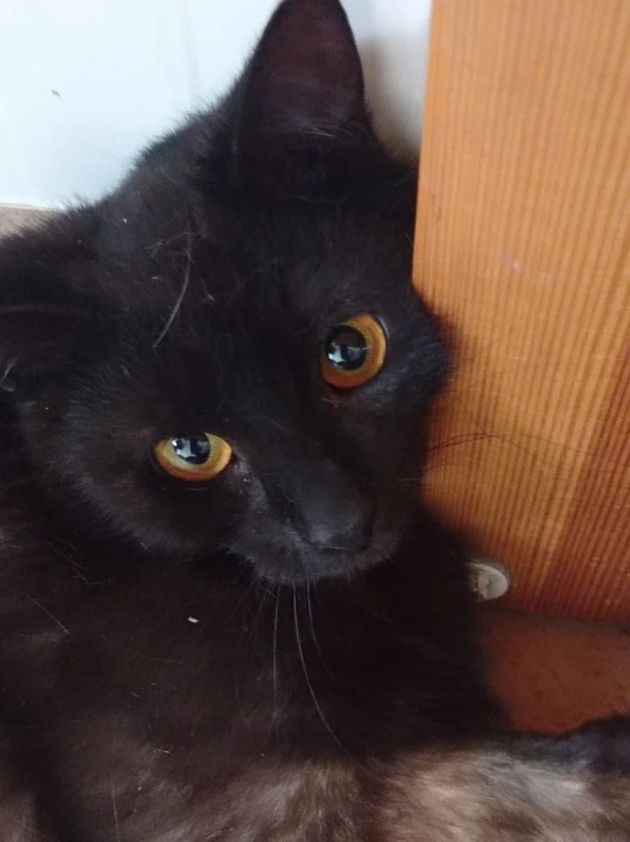 Mieszko, Mixed Breed (Schronisko dla Zwierząt w Poznaniu)