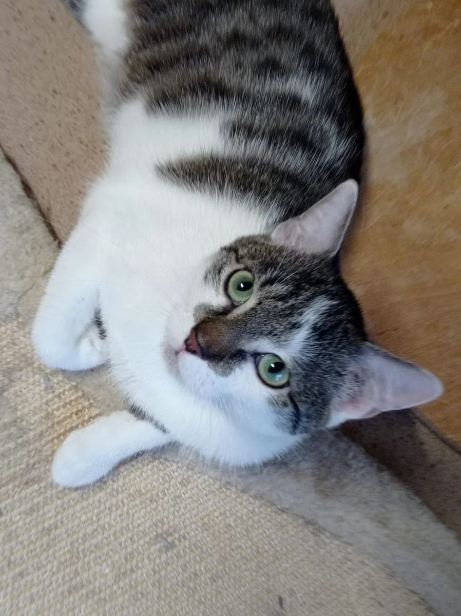 Iloczyn, male Mixed Breed for adoption at Schronisko dla Zwierząt w Poznaniu, Poznan