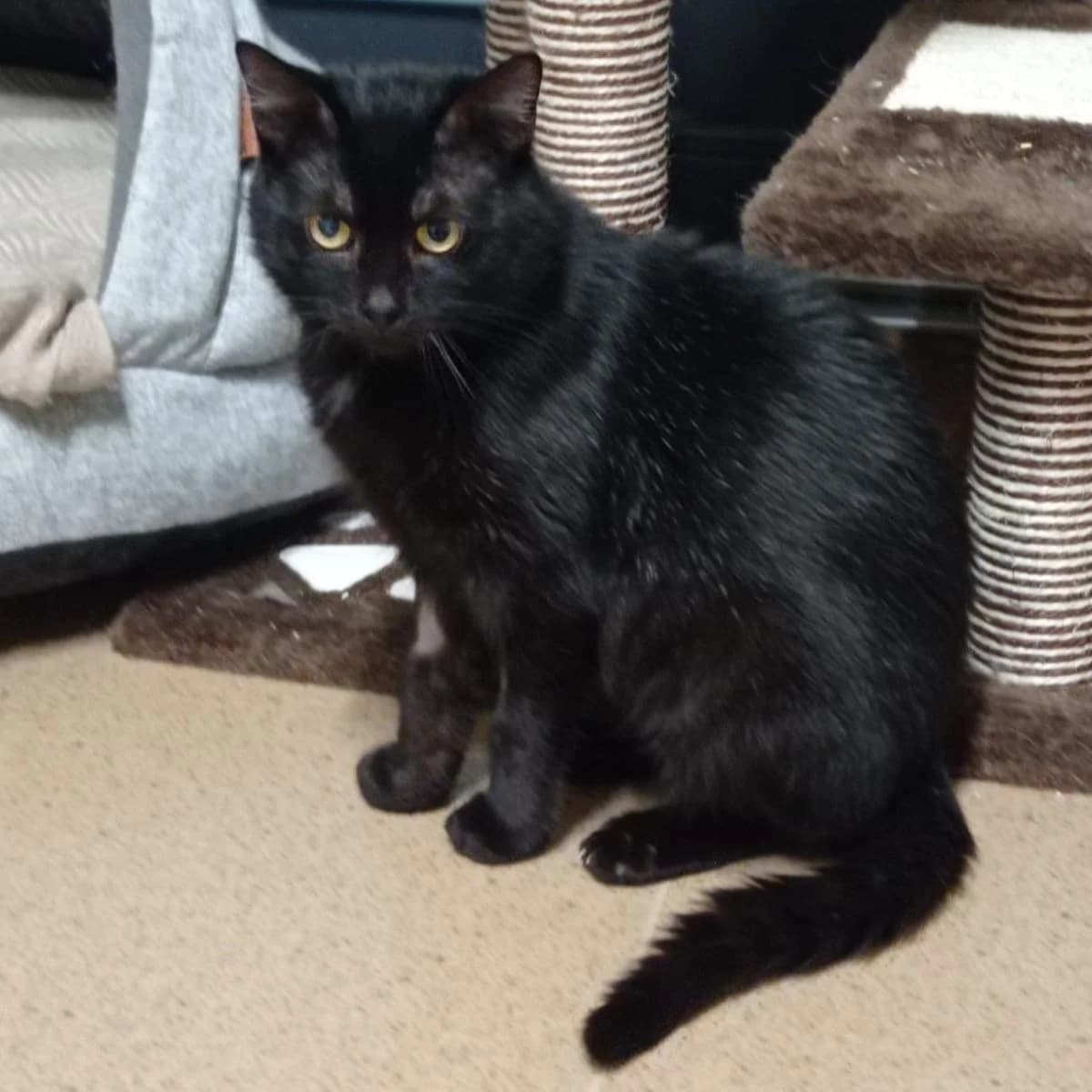 Lot, male Mixed Breed for adoption at Schronisko dla Zwierząt w Poznaniu, Poznan