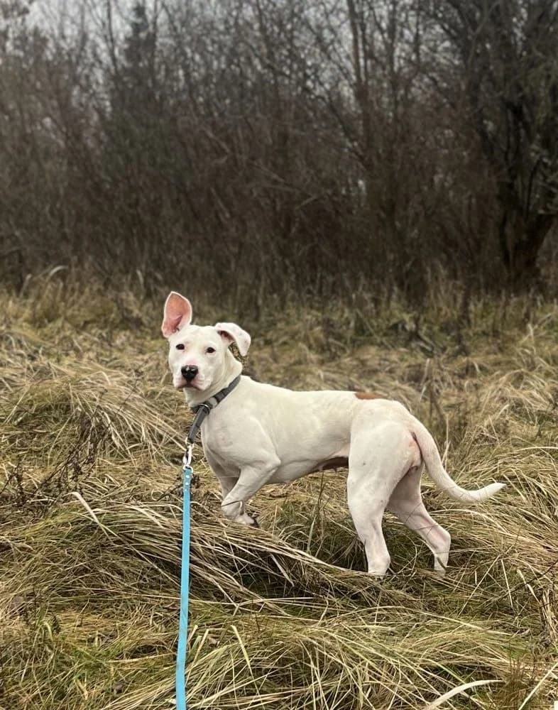 Elza, Mixed Breed (Schronisko dla Zwierząt w Poznaniu)