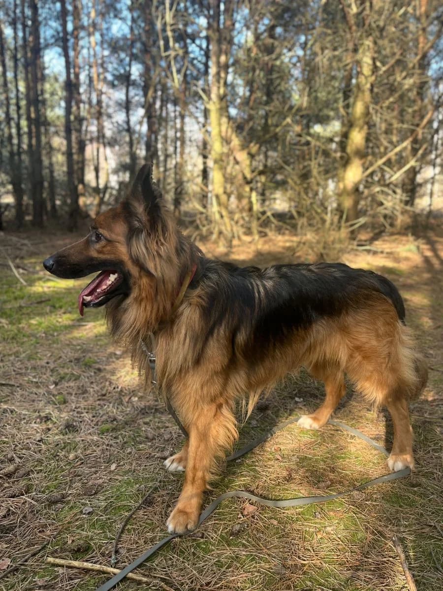 Lotos, male Mixed Breed for adoption at Schronisko dla Zwierząt w Poznaniu, Poznan
