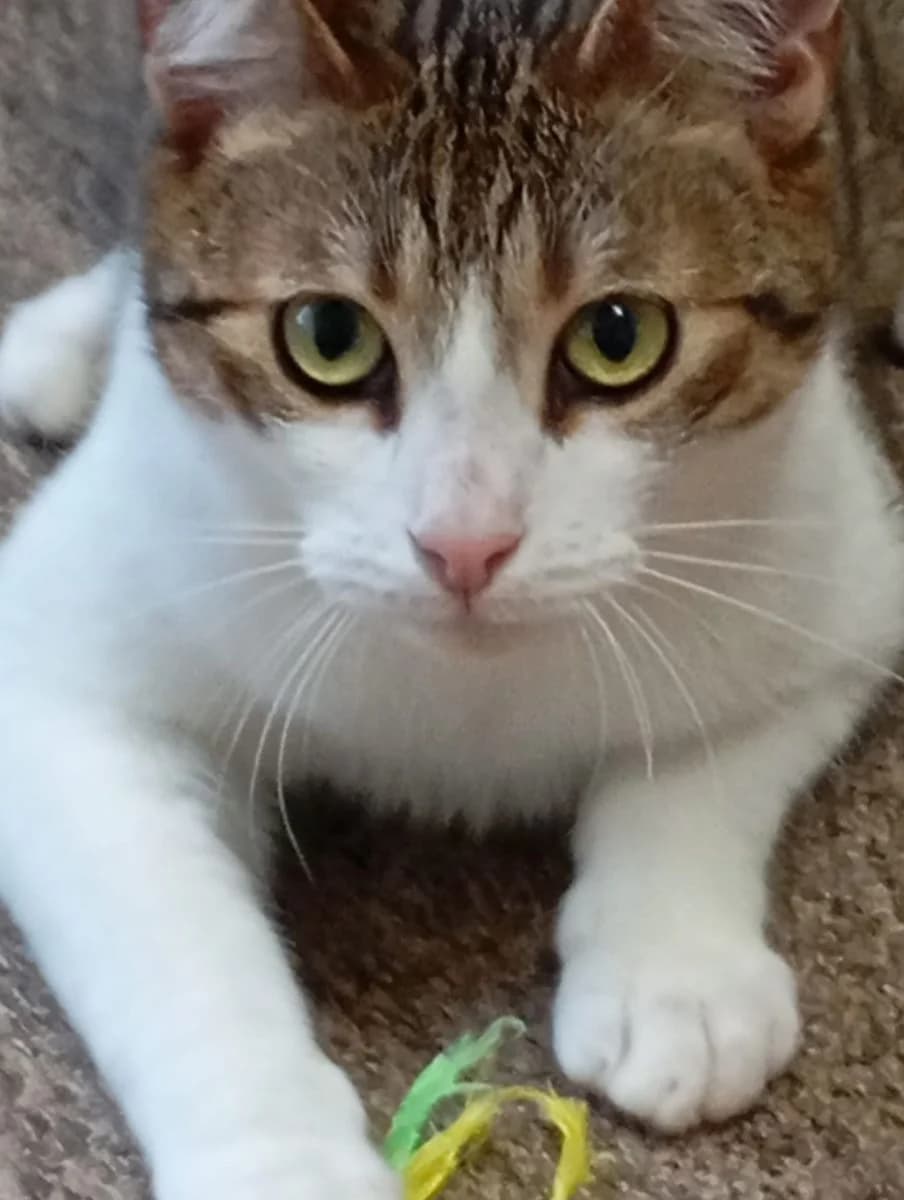 Iron Maiden, male Mixed Breed for adoption at Schronisko dla Zwierząt w Poznaniu, Poznan