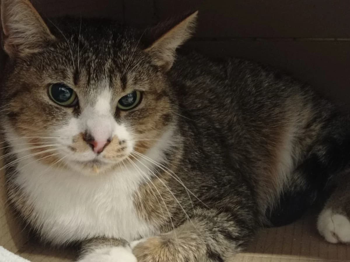 Balbina, female Mixed Breed for adoption at Schronisko dla Zwierząt w Poznaniu, Poznan