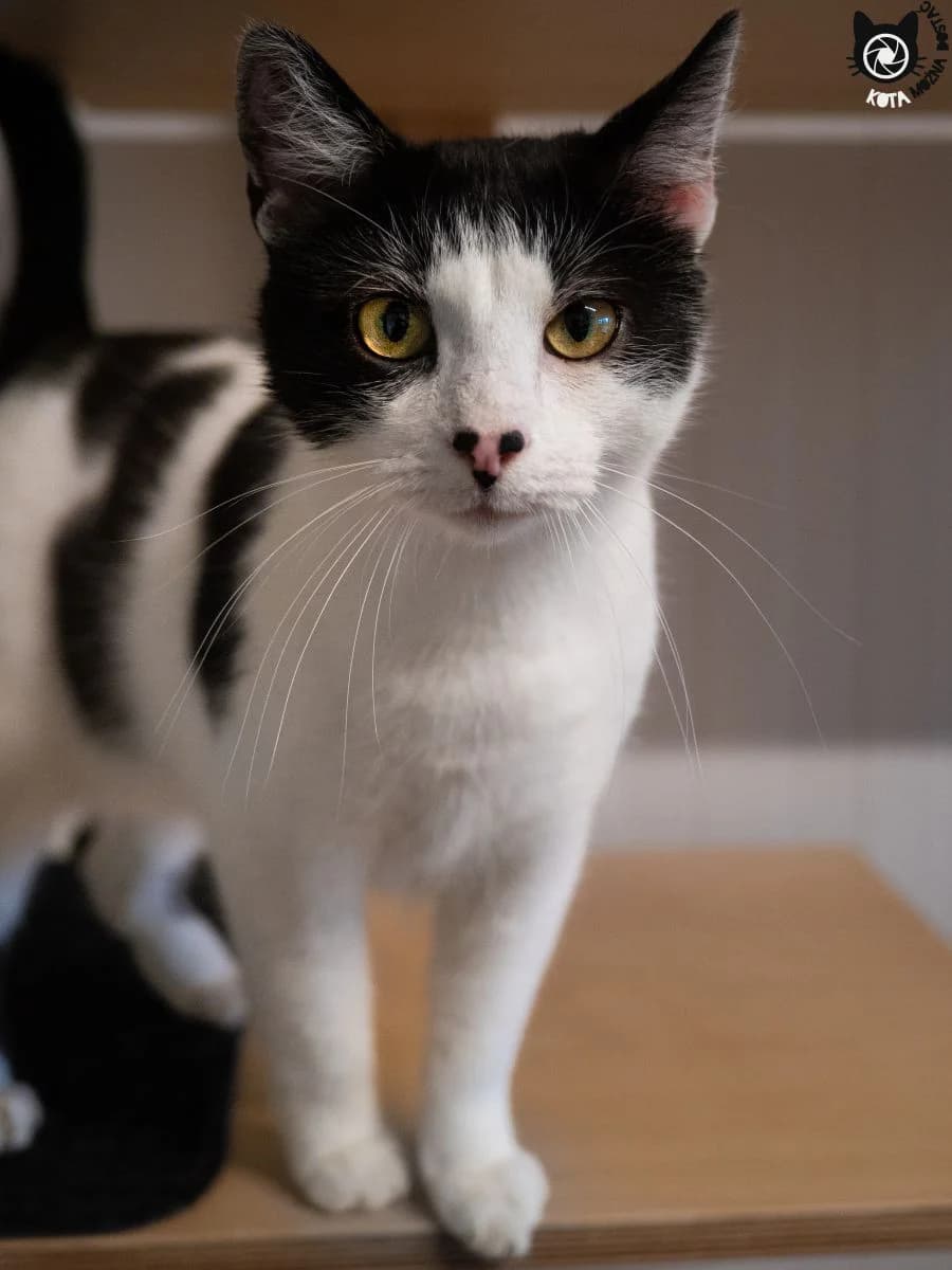Grochu, Mixed Breed (Schronisko dla Zwierząt w Poznaniu)