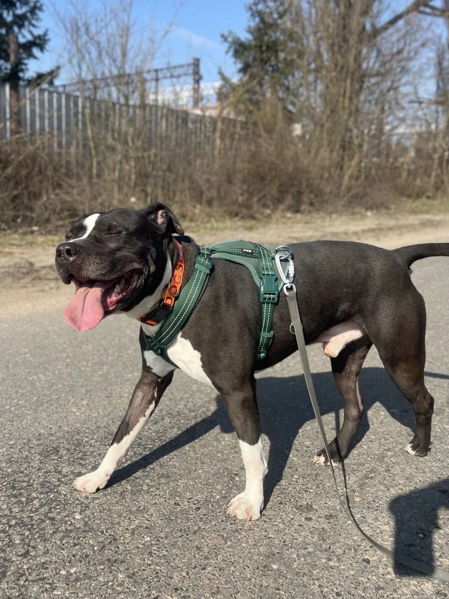 Dolar, male Mixed Breed for adoption at Schronisko dla Zwierząt w Poznaniu, Poznan