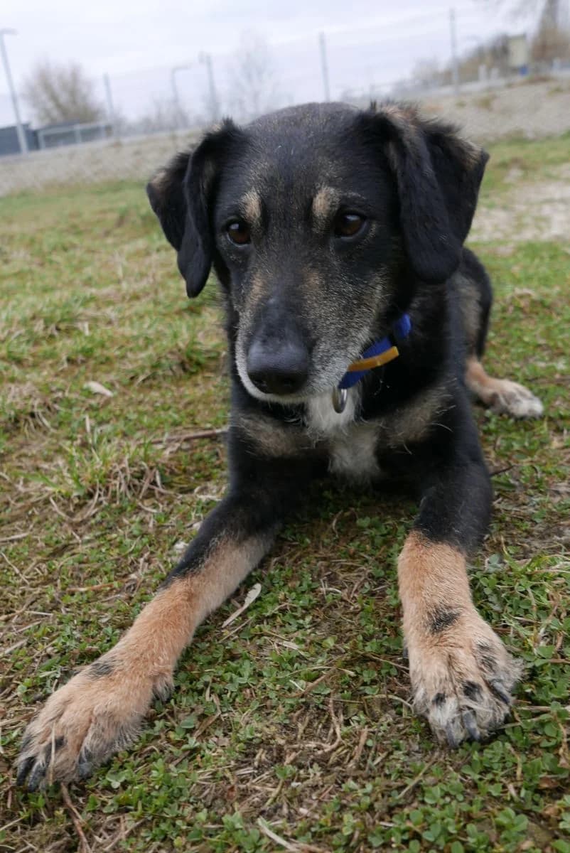 Pinczi, Mixed Breed (Schronisko dla Zwierząt w Poznaniu)