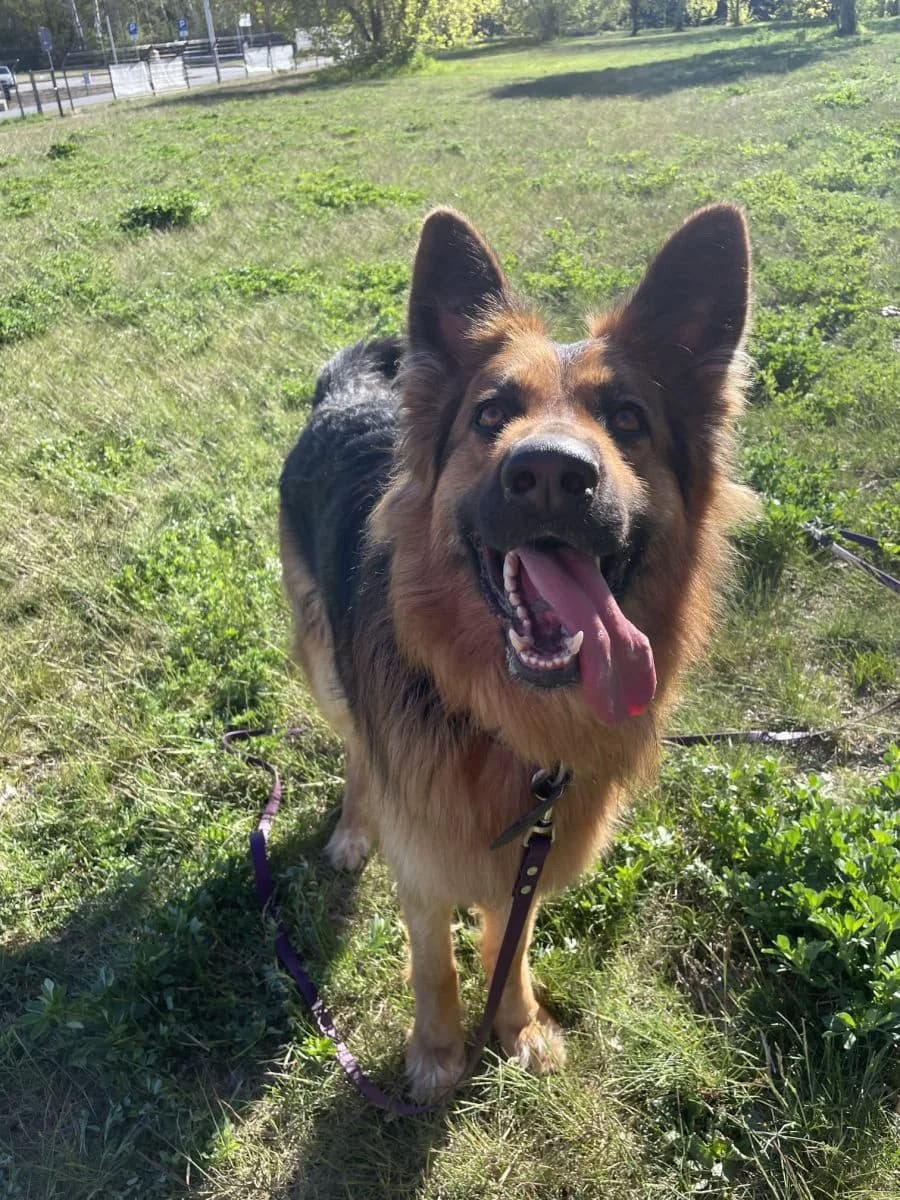 Broki, male Mixed Breed for adoption at Schronisko dla Zwierząt w Poznaniu, Poznan