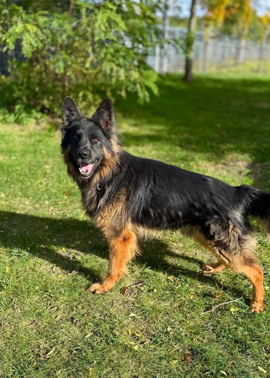 Brutus-1, Mixed Breed (Schronisko dla Zwierząt w Poznaniu)