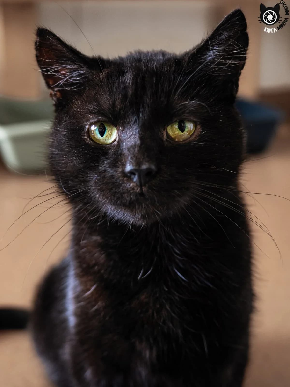 Feluś, Mixed Breed (Schronisko dla Zwierząt w Poznaniu)