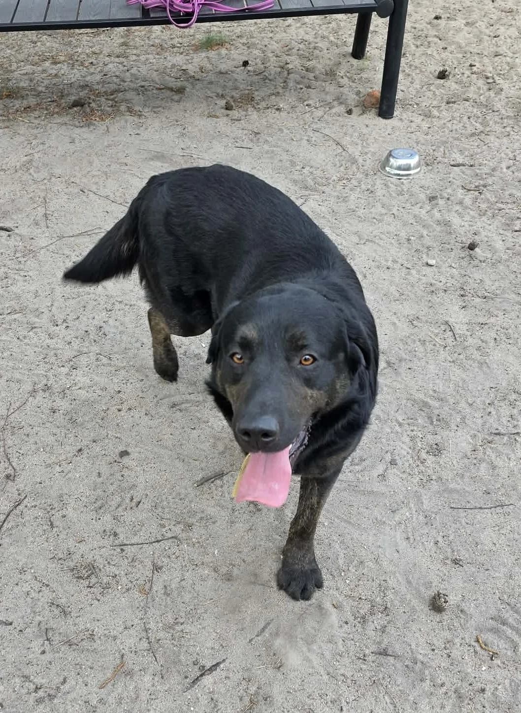 Gavi, Mixed Breed (Schronisko dla Zwierząt w Poznaniu)