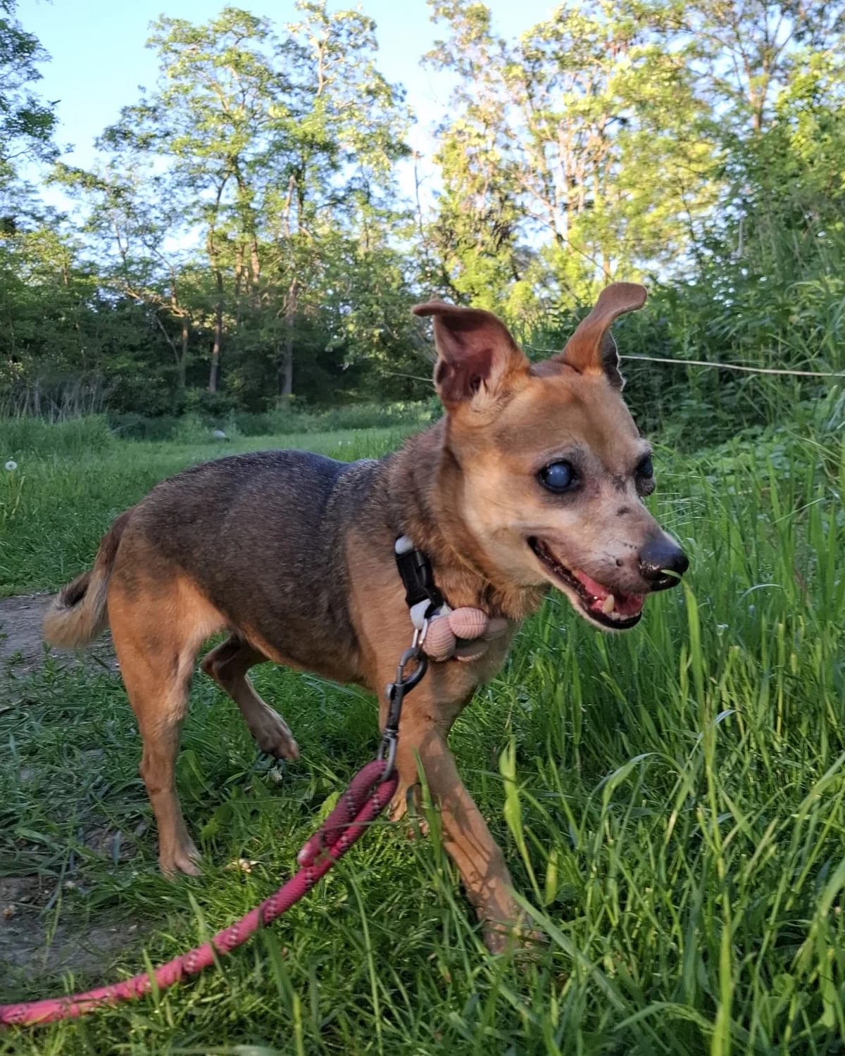 Psotka, Mixed Breed (Schronisko dla Zwierząt w Poznaniu)