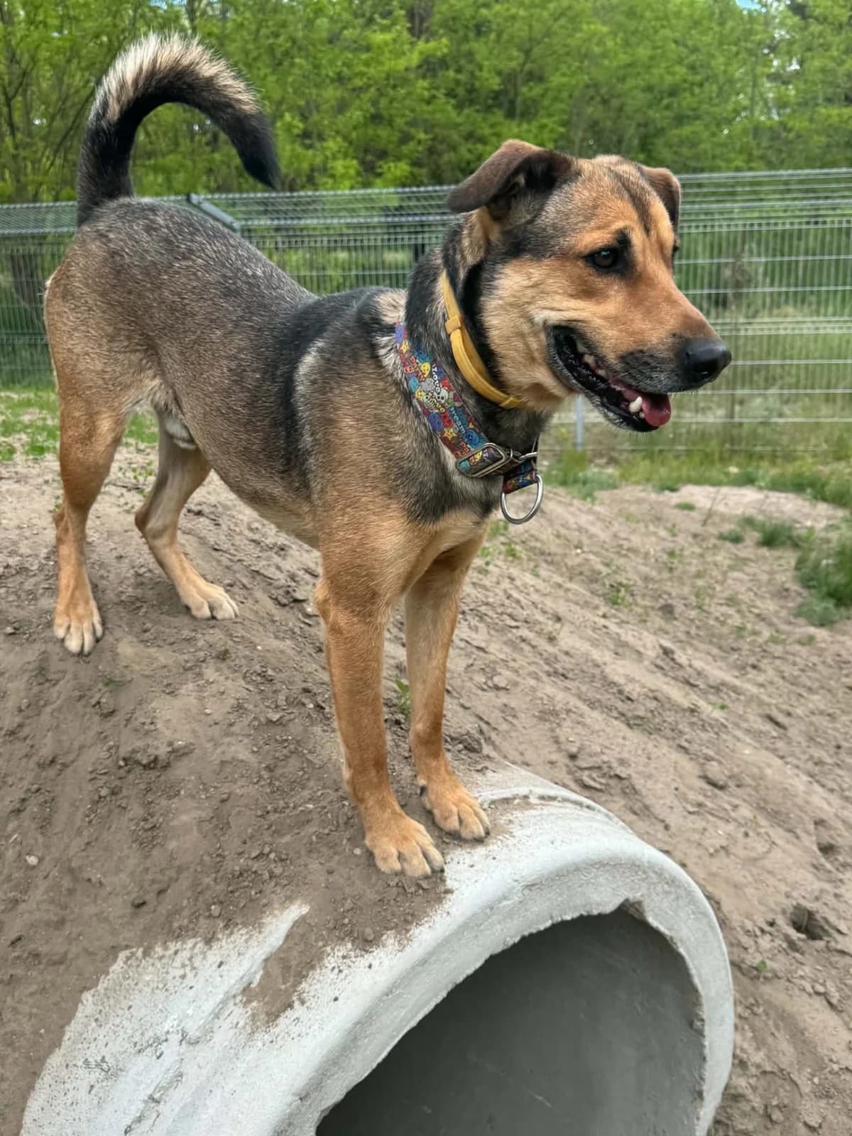 Ares-2, Mixed Breed (Schronisko dla Zwierząt w Poznaniu)