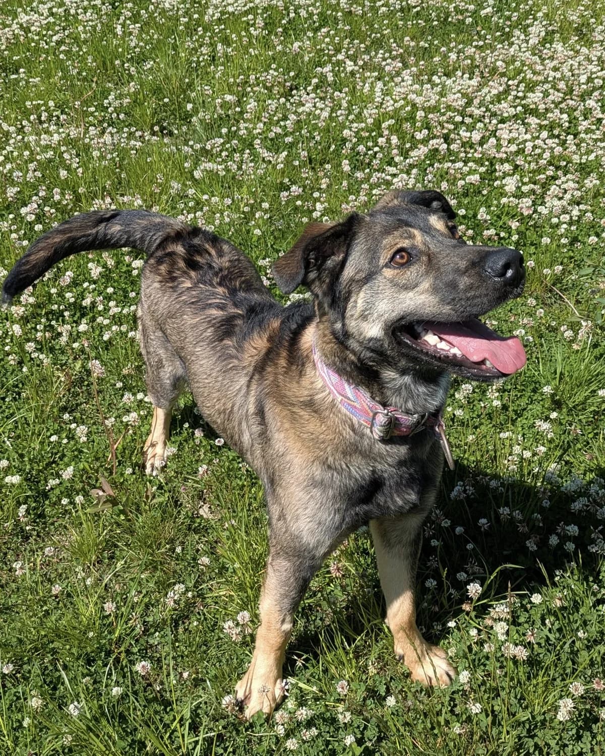 Loco, Mixed Breed (Schronisko dla Zwierząt w Poznaniu)