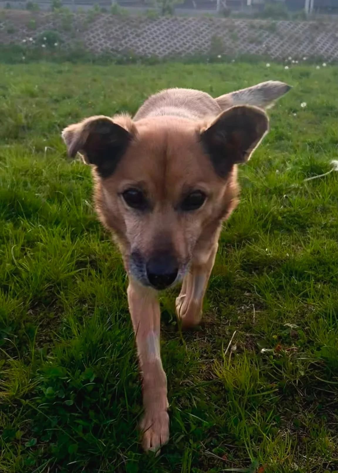 Ważka, female Mixed Breed for adoption at Schronisko dla Zwierząt w Poznaniu, Poznan