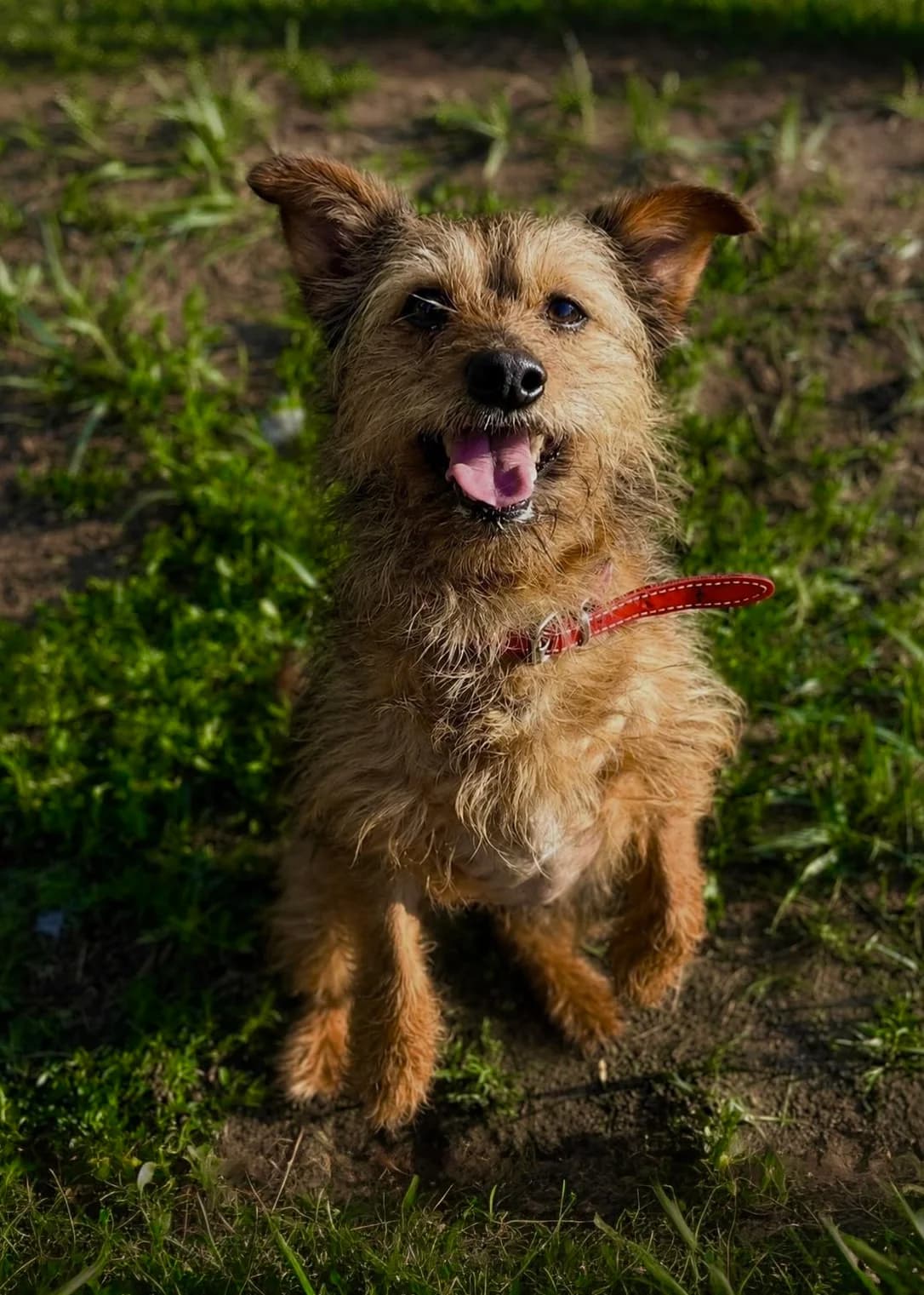 Psunia, Mixed Breed (Schronisko dla Zwierząt w Poznaniu)