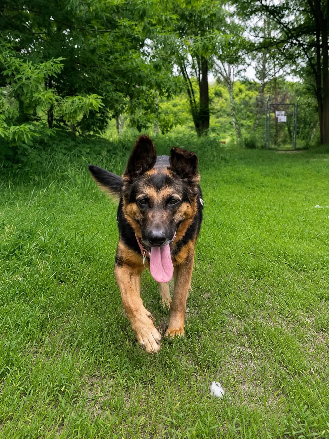 Piękna, female Mixed Breed for adoption at Schronisko dla Zwierząt w Poznaniu, Poznan