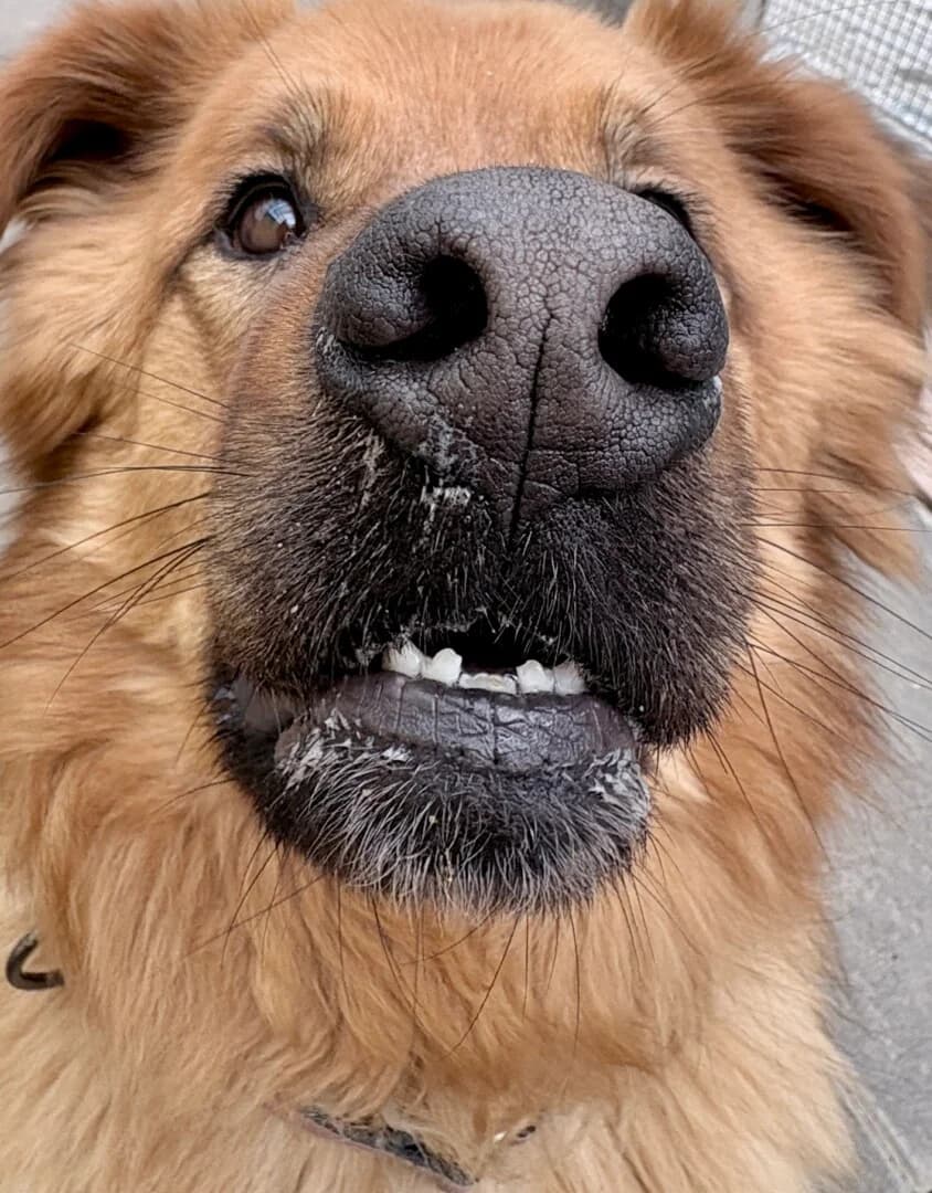 BŁYSK vel EVER, male 7yo mixed breed for adoption at Schronisko Promyk Gdańsk, Gdansk