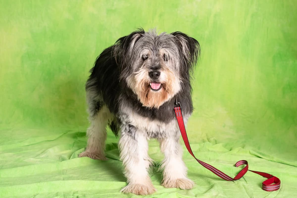 CZUBAKA, male senior mixed breed for adoption at Schronisko Promyk Gdańsk, Gdansk