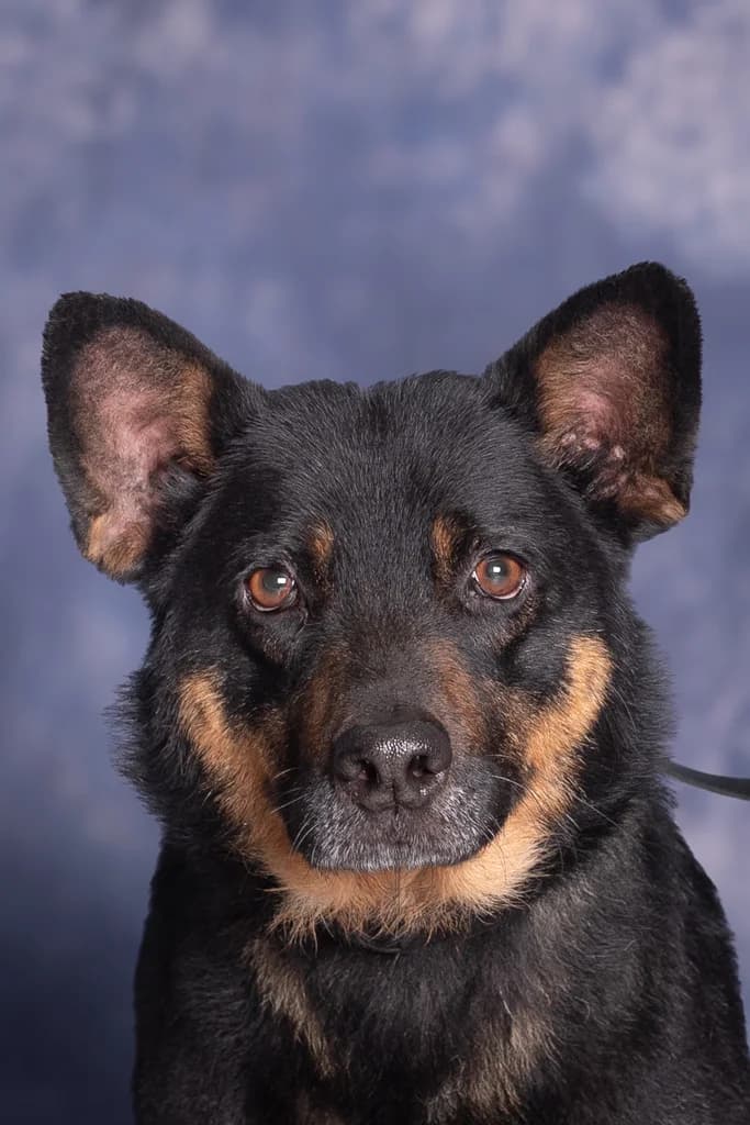 JAMESON, male mixed breed for adoption at Schronisko Promyk Gdańsk, Gdansk