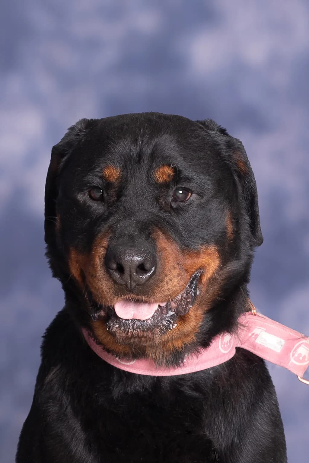 HUGO, male 7yo mixed breed for adoption at Schronisko Promyk Gdańsk, Gdansk