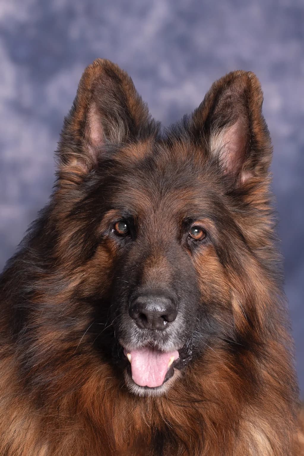 ARES SENIOR,  senior mixed breed for adoption at Schronisko Promyk Gdańsk, Gdansk