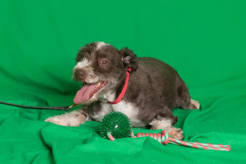 SPROKET, male senior mixed breed for adoption at Schronisko Promyk Gdańsk, Gdansk