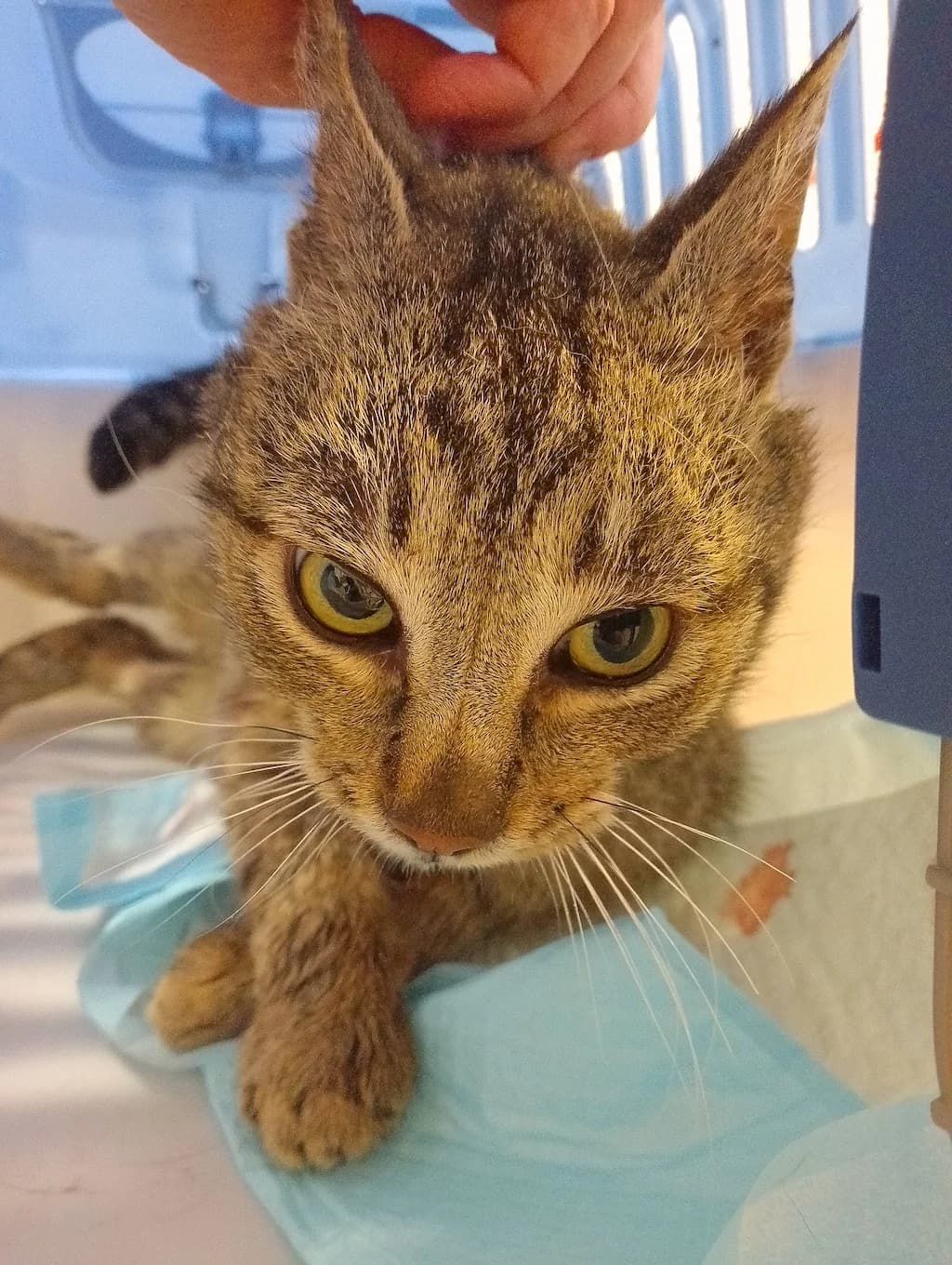 BURAS, male mixed breed for adoption at Schronisko Promyk Gdańsk, Gdansk