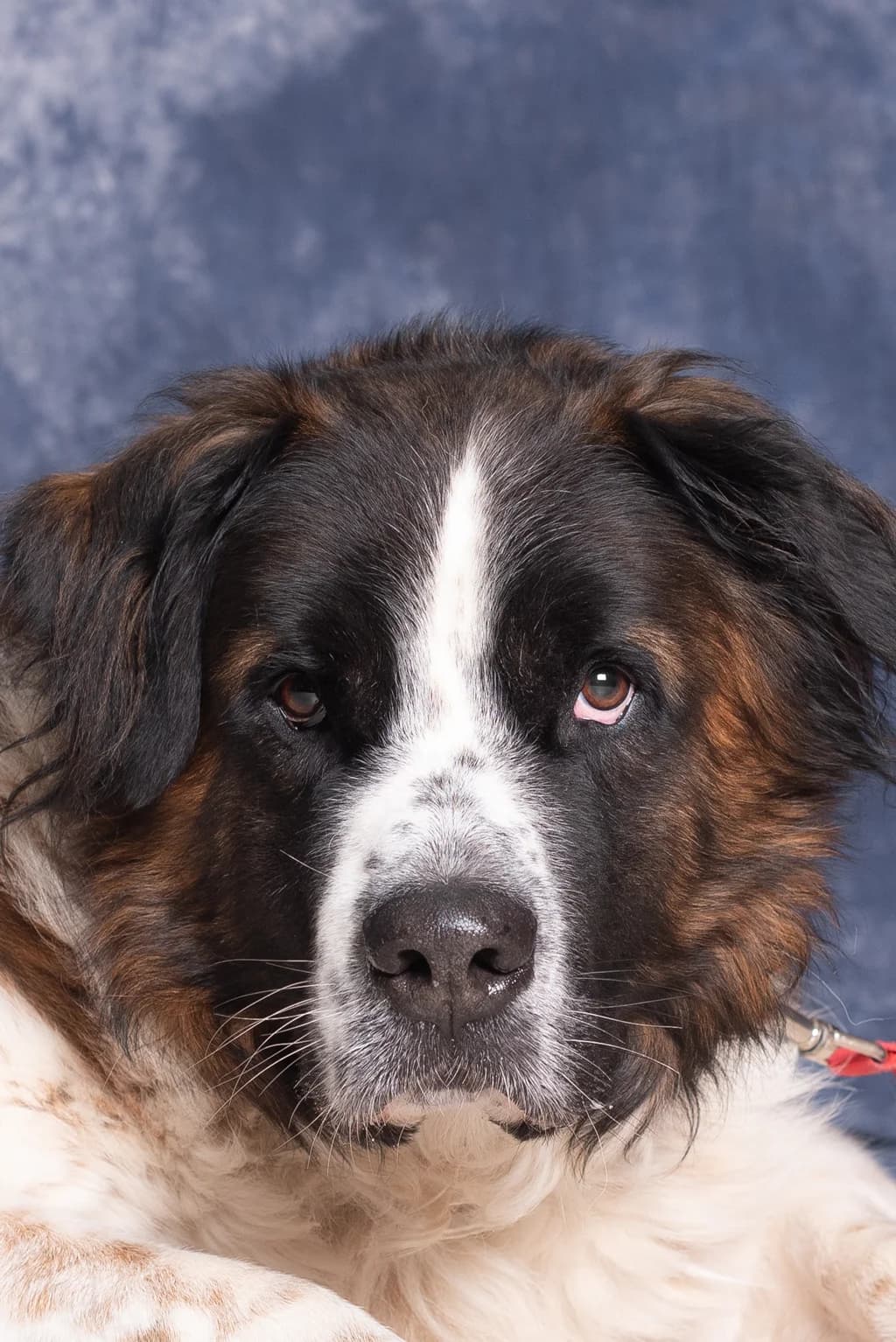 MONTI, male 5yo mixed breed for adoption at Schronisko Promyk Gdańsk, Gdansk