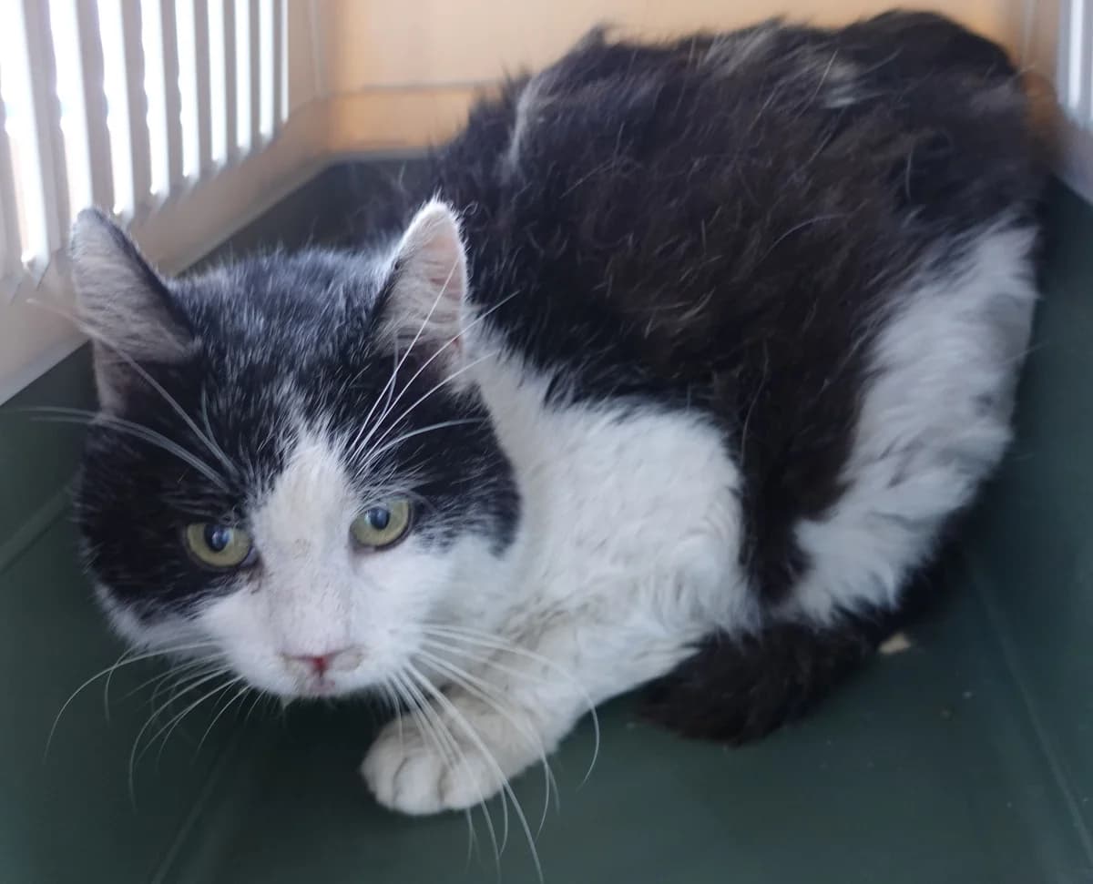SIMBA, male mixed breed for adoption at Schronisko Promyk Gdańsk, Gdansk